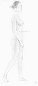 a drawing of a nude