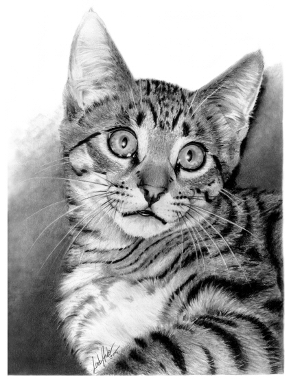 graphite pencil drawing of a cat